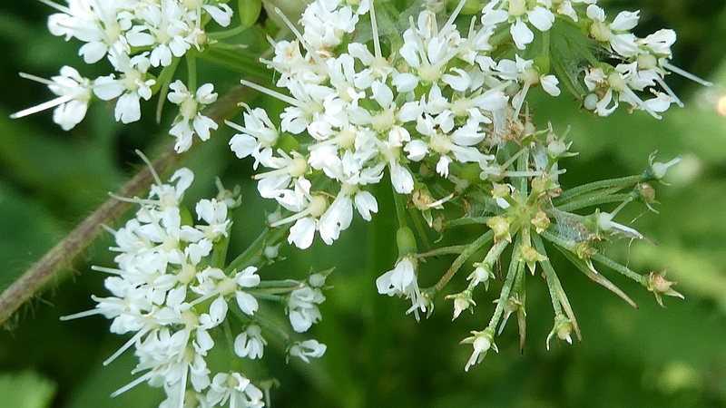 セリの花