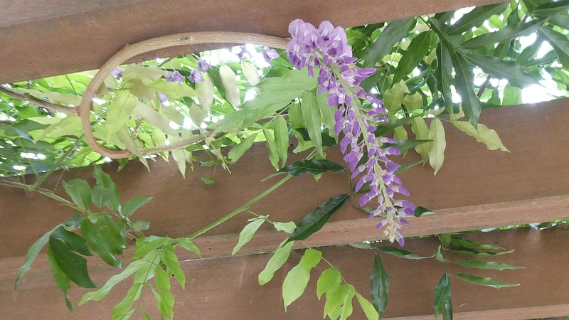 フジの花