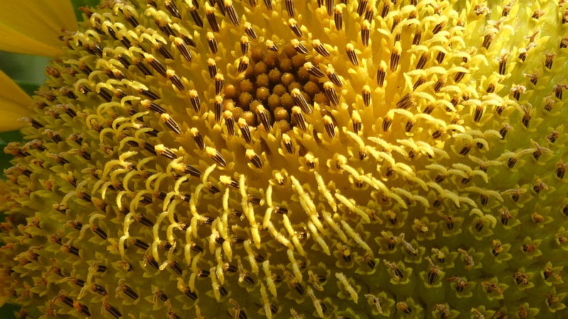 ヒマワリの花