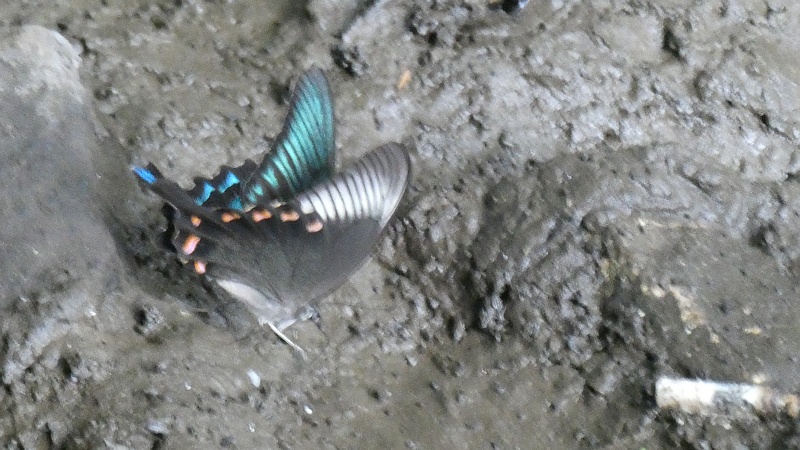 ミヤマカラスアゲハ♂