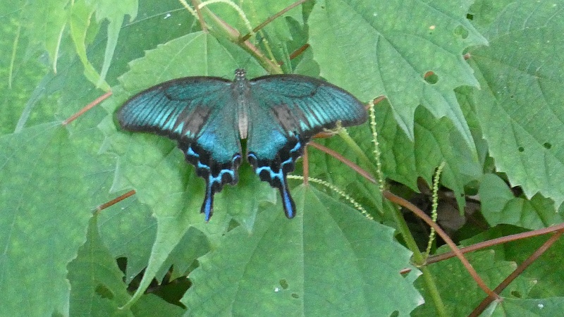 ミヤマカラスアゲハ♂