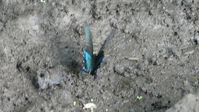 ミヤマカラスアゲハ♂
