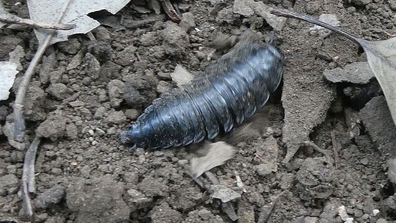 オオヒラタシデムシの幼虫
