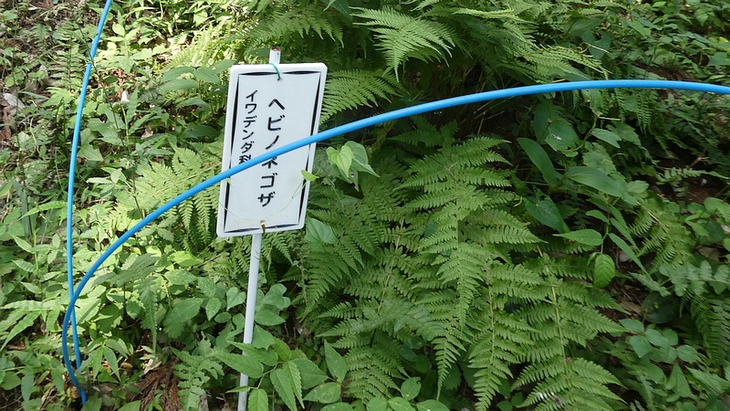 ヘビノネゴザ