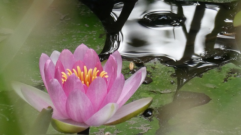 スイレンの花