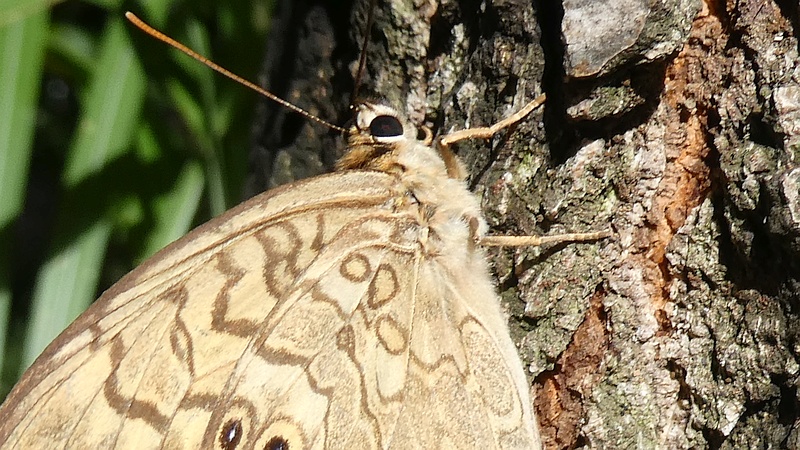 コナラのサトキマダラヒカゲ