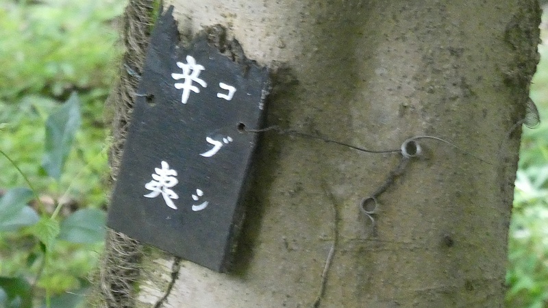 コブシの名札