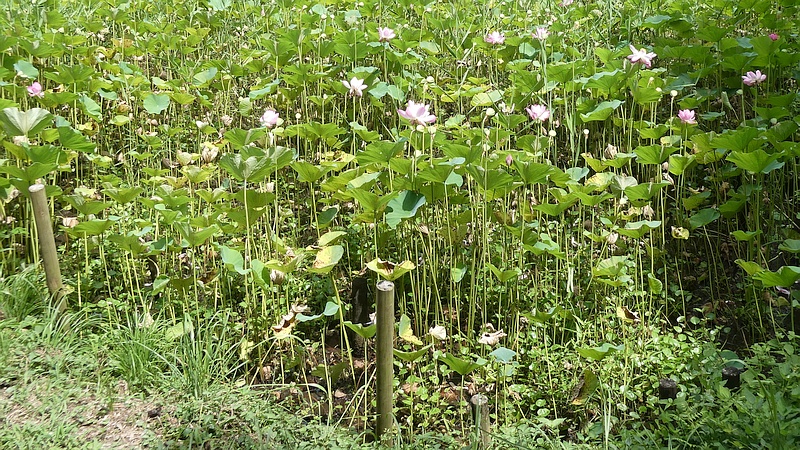 ハスの花