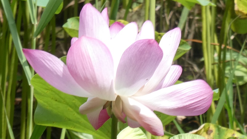 ハスの花