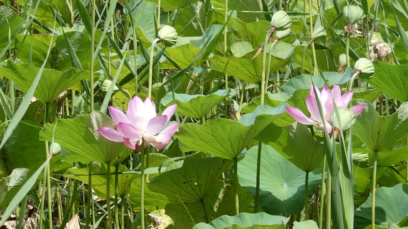 ハスの花