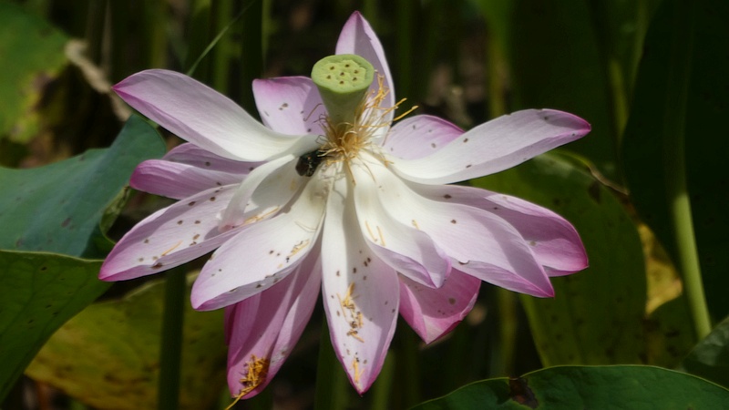 ハスの花