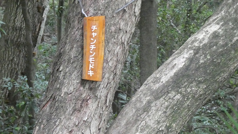 チャンチンモドキの名札