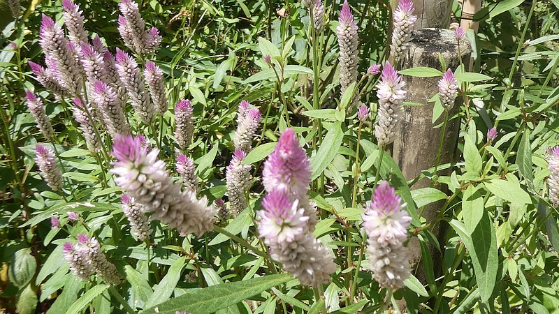 ノゲイトウの花