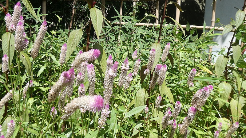 ノゲイトウの花