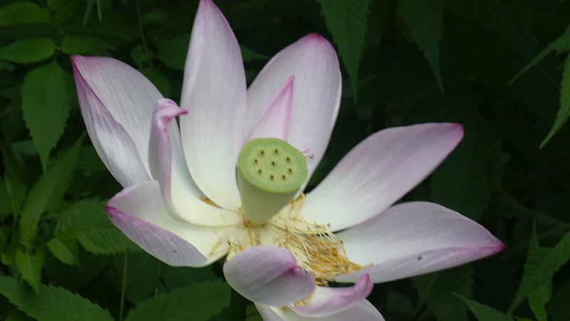 ハスの花