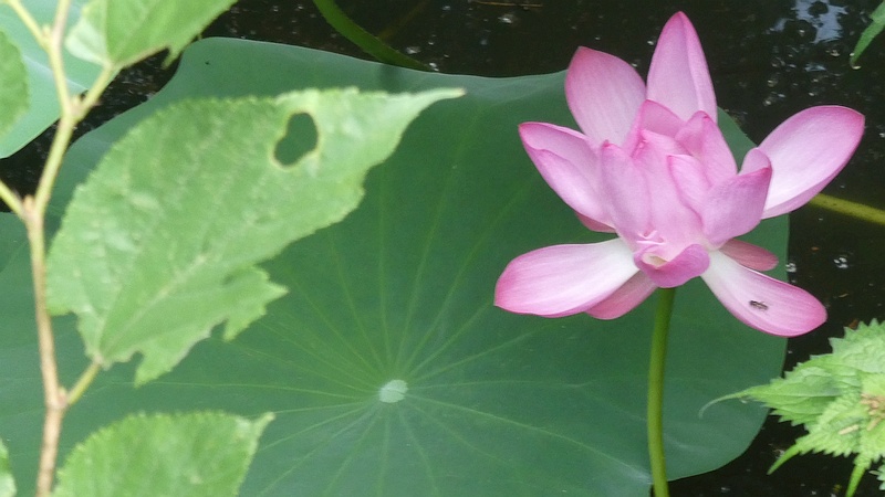 ハスの花