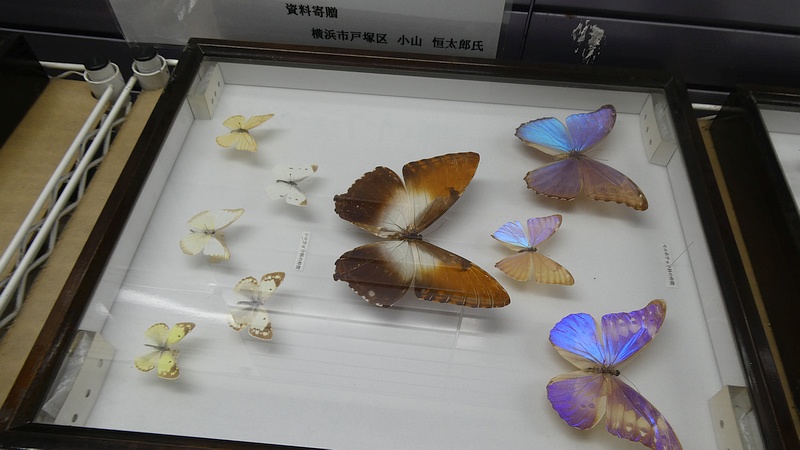 ビジターセンターの昆虫標本
