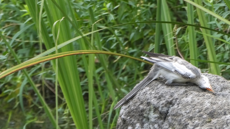 ハクセキレイの幼鳥