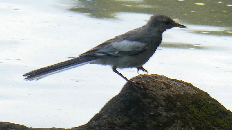ハクセキレイの幼鳥
