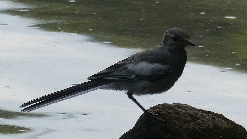 ハクセキレイの幼鳥