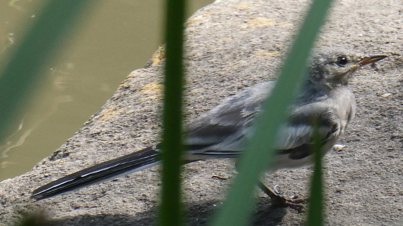 ハクセキレイの幼鳥