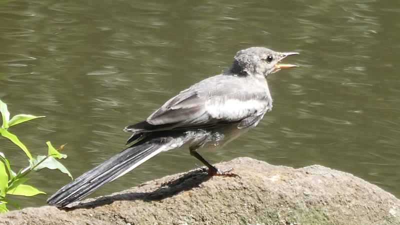 ハクセキレイの幼鳥