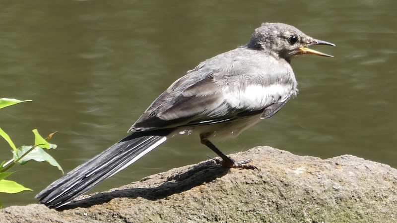 ハクセキレイの幼鳥