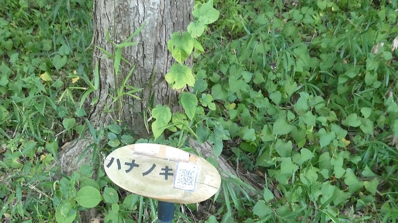 ハナノキの名札