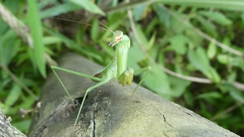 オオカマキリの幼虫