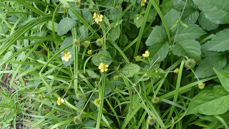 ダイコンソウの花