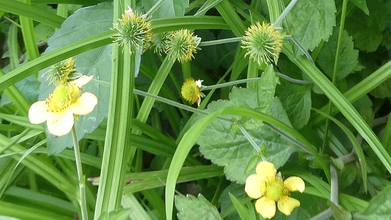 ダイコンソウの花