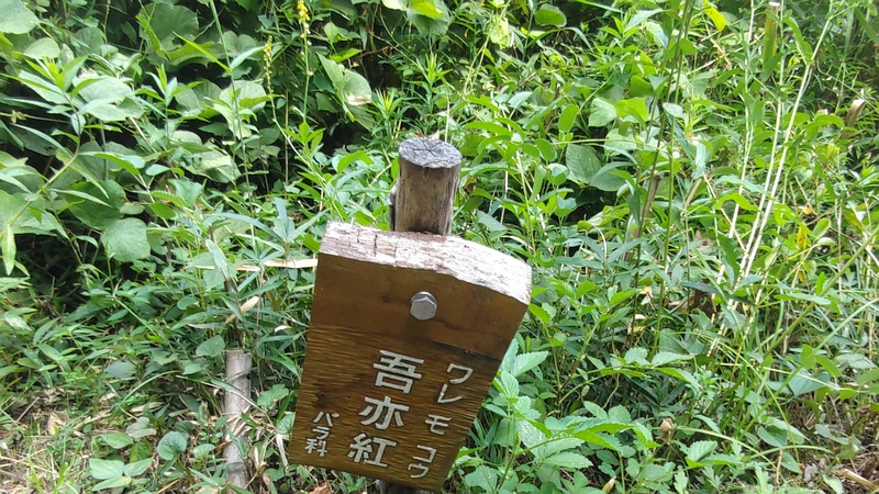 ワレモコウの名札