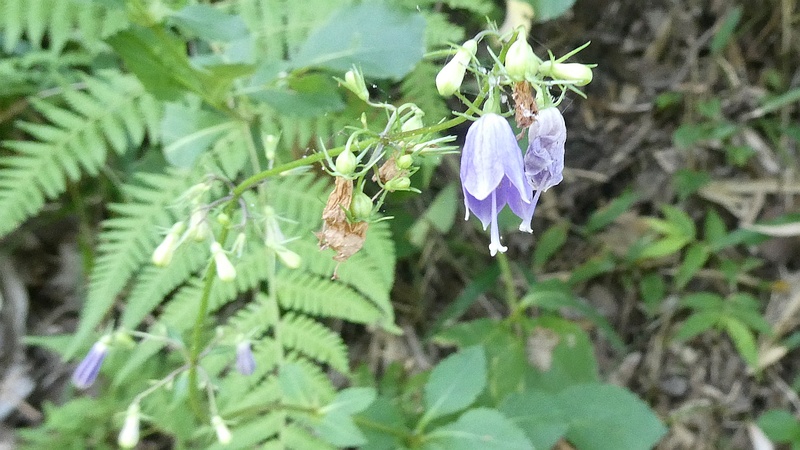 ソバナの花