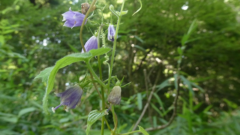 ソバナの花