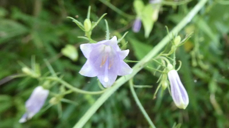 ソバナの花