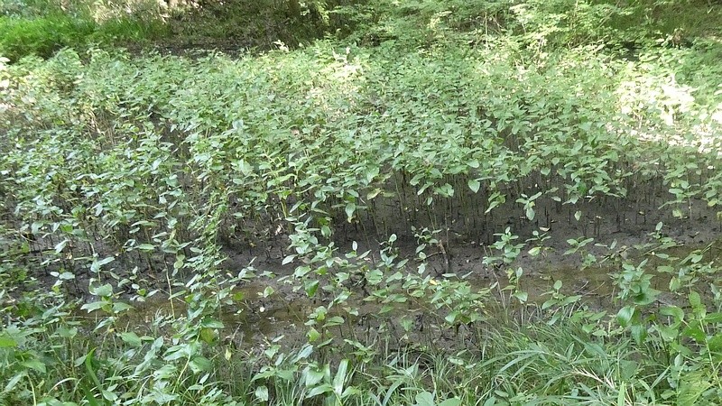 ハンゲショウ