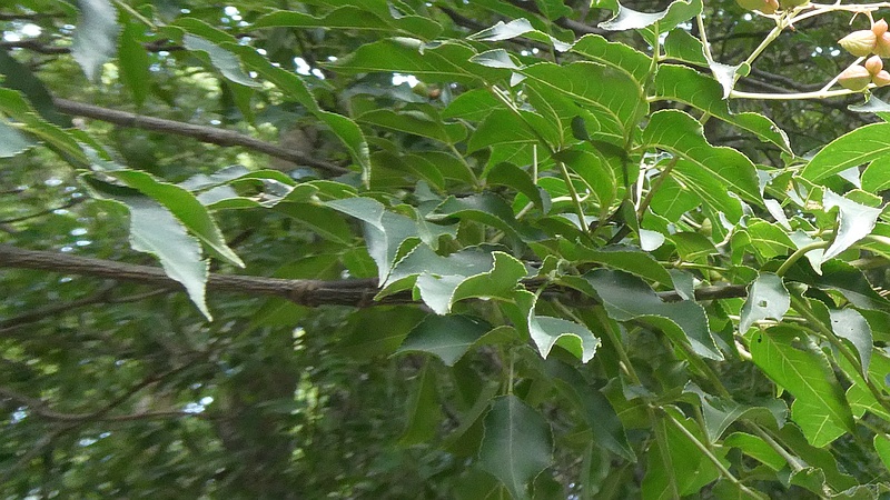 ゴンズイの果実