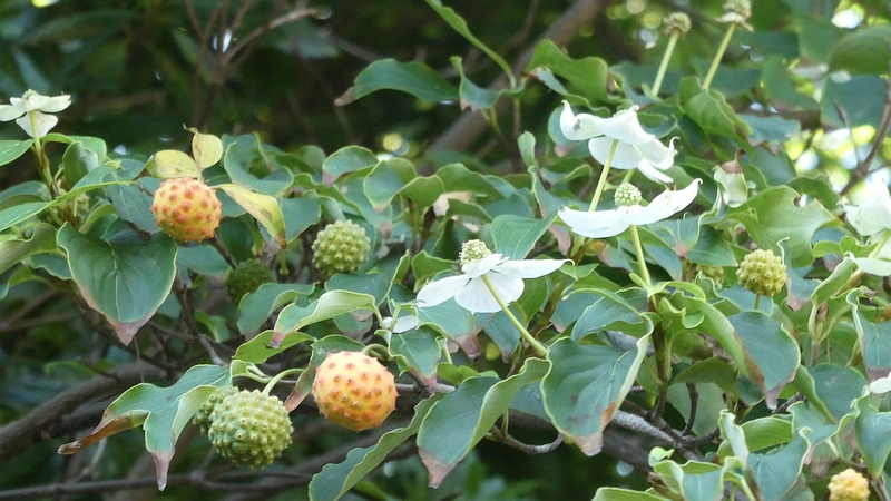 ヤマボウシの花と果実