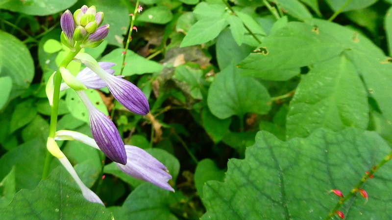 コバギボウシの花