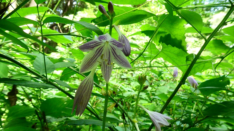 コバギボウシの花