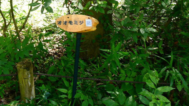 オオモミジ