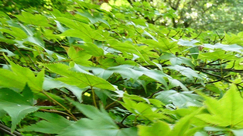 オオモミジ