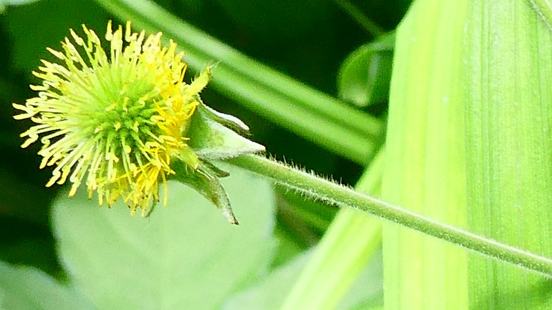 ダイコンソウの花