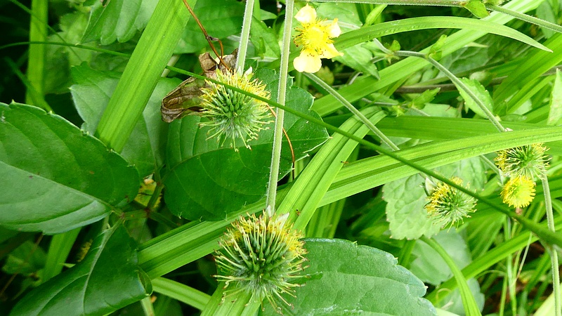 ダイコンソウの花