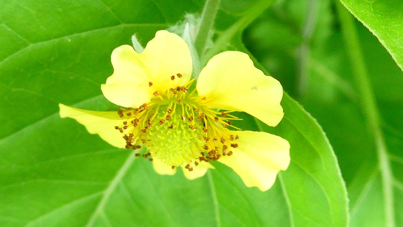 ダイコンソウの花