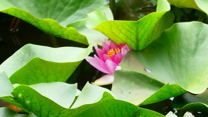 スイレンの花