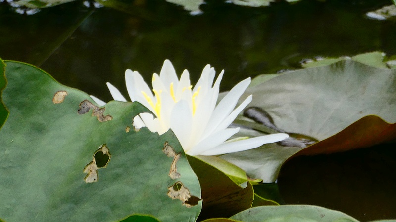 スイレンの花
