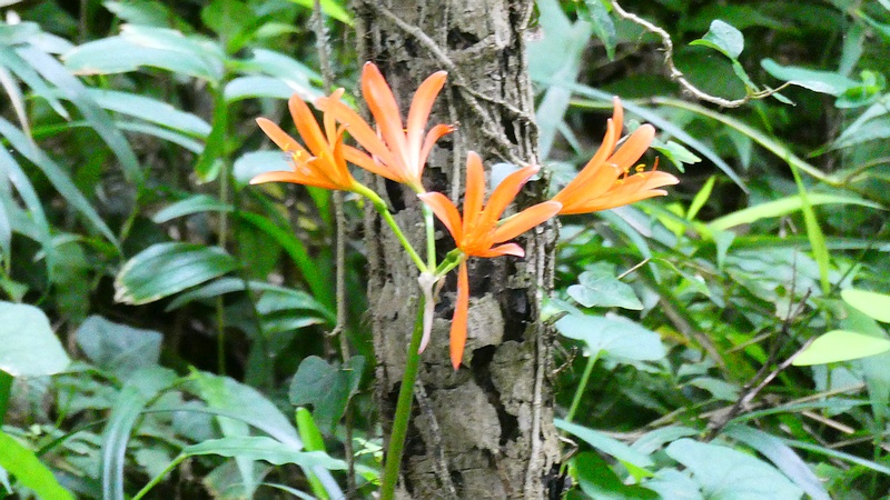 キツネノカミソリの花