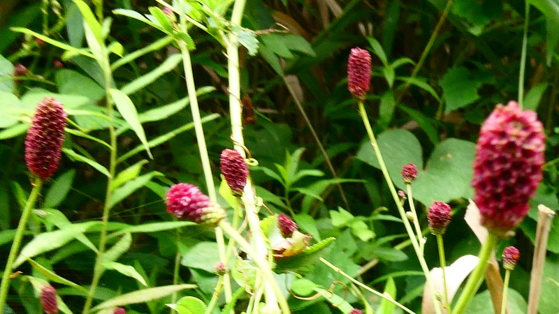 ワレモコウの花