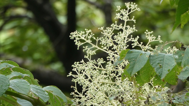 タラノキの花